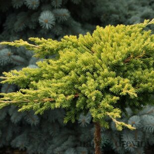 Borievka poliehavá Kishiogima, 15/20 cm, v črepníku Juniperus procumbens Kishiogima