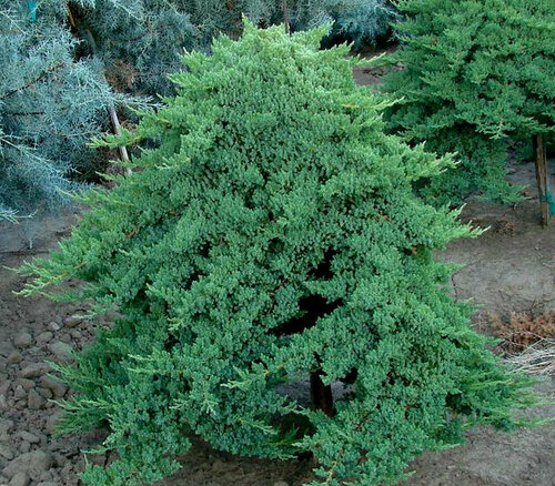 Borievka poliehavá Nana, 20/30 cm, v črepníku Juniperus procumbens Nana