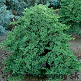 Borievka poliehavá Nana, 20/30 cm, v črepníku Juniperus procumbens Nana