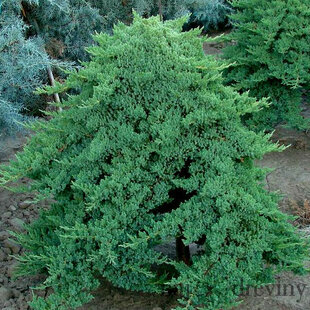 Borievka poliehavá Nana, 20/30 cm, v črepníku Juniperus procumbens Nana