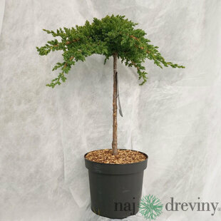 Borievka procumbens Nana 25/30 cm na kmienku 100+ cm, v črepníku Juniperus procumbens Nana