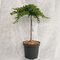 Borievka procumbens Nana 25/30 cm na kmienku 100+ cm, v črepníku Juniperus procumbens Nana