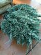 Borievka rozprestretá Blue Chip, v črepníku 3 litre Juniperus horizontalis Blue Chip