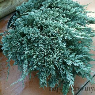 Borievka rozprestretá Blue Chip, v črepníku 3 litre Juniperus horizontalis Blue Chip
