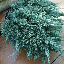 Borievka rozprestretá Blue Chip, výška 20/40cm, v črepníku 3 litre Juniperus horizontalis Blue Chip