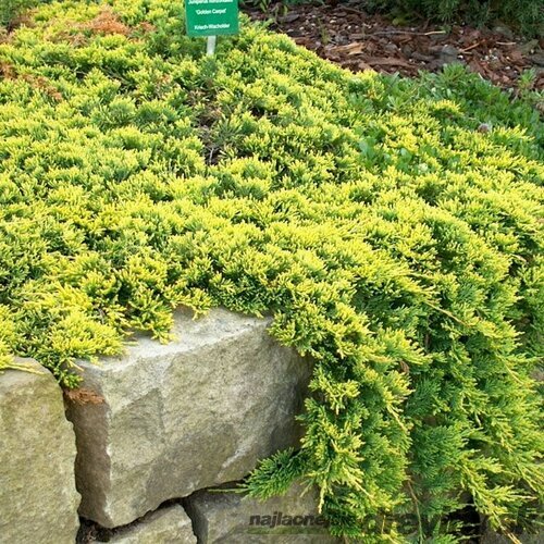 Borievka rozprestretá Golden Carpet 25/30 cm, v črepníku Juniperus horizontalis Golden Carpet