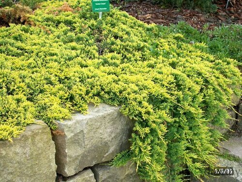 Borievka rozprestretá Golden Carpet 25/30 cm, v črepníku Juniperus horizontalis Golden Carpet