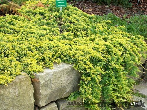 Borievka rozprestretá Golden Carpet 25/30 cm, v črepníku Juniperus horizontalis Golden Carpet