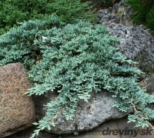 Borievka rozprestretá Icee Blue 20/30 cm Juniperus horizontalis Icee Blue