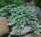 Borievka rozprestretá Icee Blue 20/30 cm Juniperus horizontalis Icee Blue