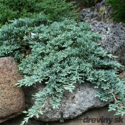 Borievka rozprestretá Icee Blue 20/30 cm Juniperus horizontalis Icee Blue