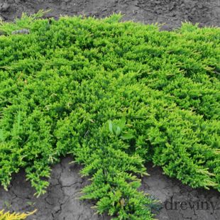 Borievka rozprestretá /koberec/ Prince of Wales, v črepníku 30/40 cm Juniperus horizontalis Prince of Wales