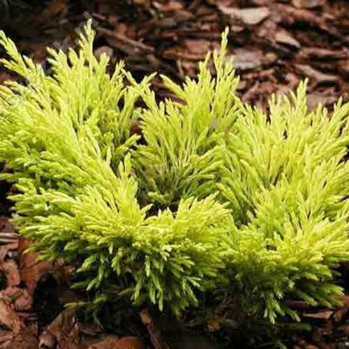 Borievka rozprestretá Lime Glow, 20/30 cm v črepníku Juniperus horizontalis Lime Glow