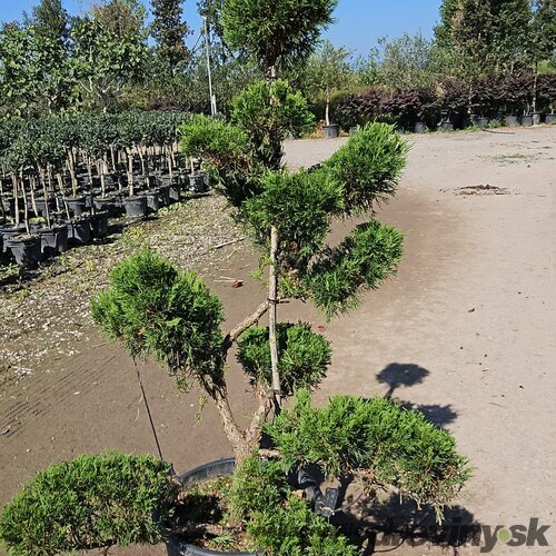 Borievka sabina Tamariscifolia, nádherný bonsaj, výška 120/140 cm, v črepníku 35l Juniperus sabina Tamariscifolia
