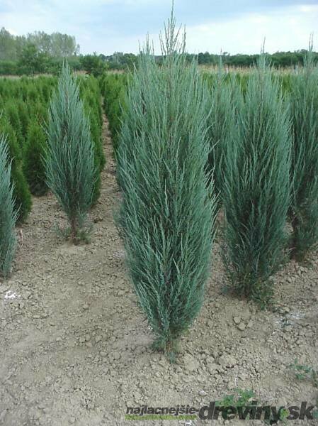 Borievka skalná (Juniperus scopulorum)