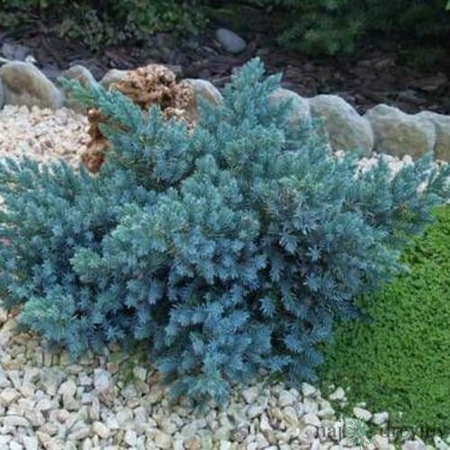 Borievka šupinatá Blue Compact, v črepníku 20/30 cm Juniperus squamata Blue Compact
