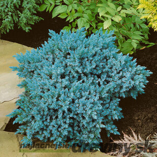 Borievka šupinatá Blue Star, v črepníku 20/30 cm Juniperus squamata Blue Star