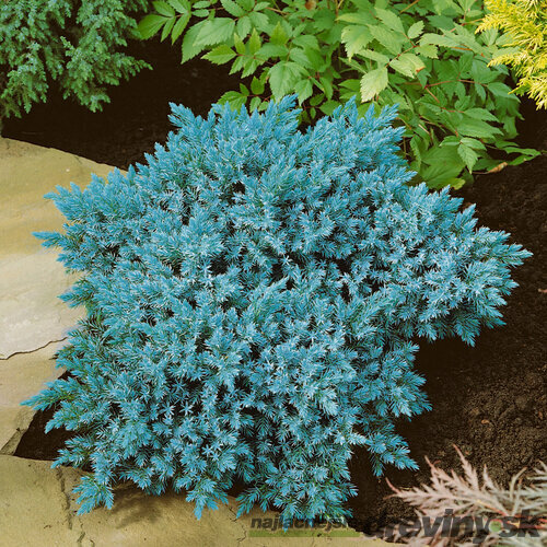 Borievka šupinatá Blue Star, v črepníku 20/30 cm Juniperus squamata Blue Star
