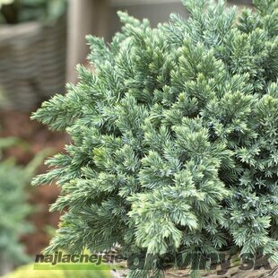 Borievka šupinatá Blue Swede 20/30 cm v črepniku 2L Juniperus squamata