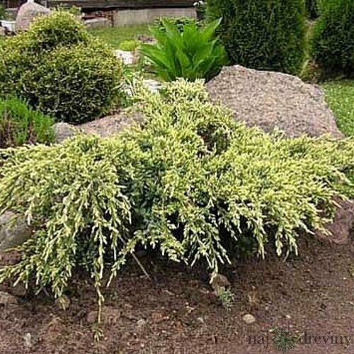 Borievka šupinatá Holger, v črepníku 20/30 cm Juniperus squamata Holger