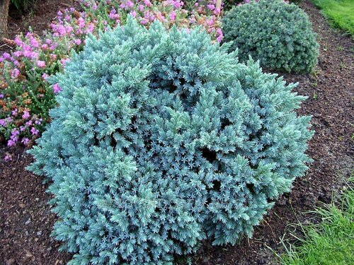 Borievka šupinatá Meyeri 20/30 cm, v črepníku Juniperus squamata ‘Meyeri‘