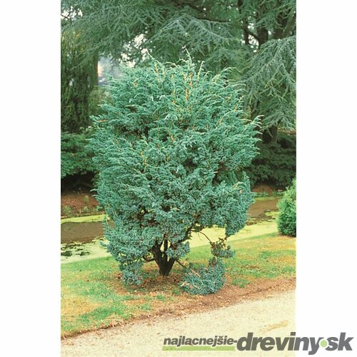Borievka šupinatá ´MEYERI´, výška 70/80 cm, v črepníku 10l Juniperus squamata ‘Meyeri‘