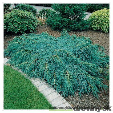 Borievka šupinatá plazivá Blue Carpet, v črepníku 20/40 cm Juniperus squamata Blue Carpet
