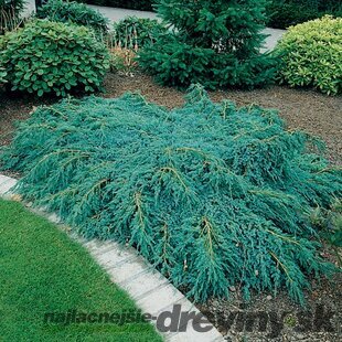 Borievka šupinatá plazivá Blue Carpet, v črepníku 20/40 cm Juniperus squamata Blue Carpet