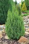 Borievka šupinatá Suecica, v črepníku 20/30 cm Juniperus squamata Suecica