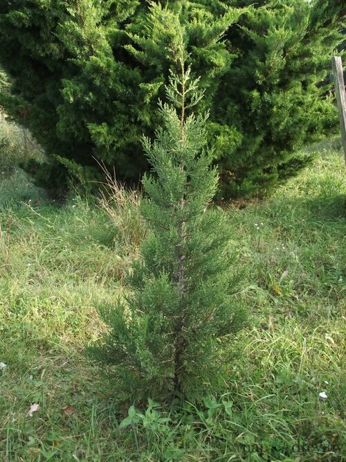 Borievka voňavá ( Juniperus Phoetidissima)