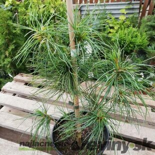Borovica Armandova, výška 20/50 cm, v črepníku 2,5l Pinus armandii