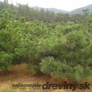 Borovica Armandova, výška 20/50 cm, v črepníku 2,5l Pinus armandii