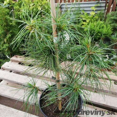 Borovica Armandova, výška 20/50 cm, v črepníku 2,5l Pinus armandii
