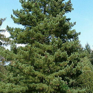 Borovica balkánska, 25/35 cm, v črepníku Pinus peuce