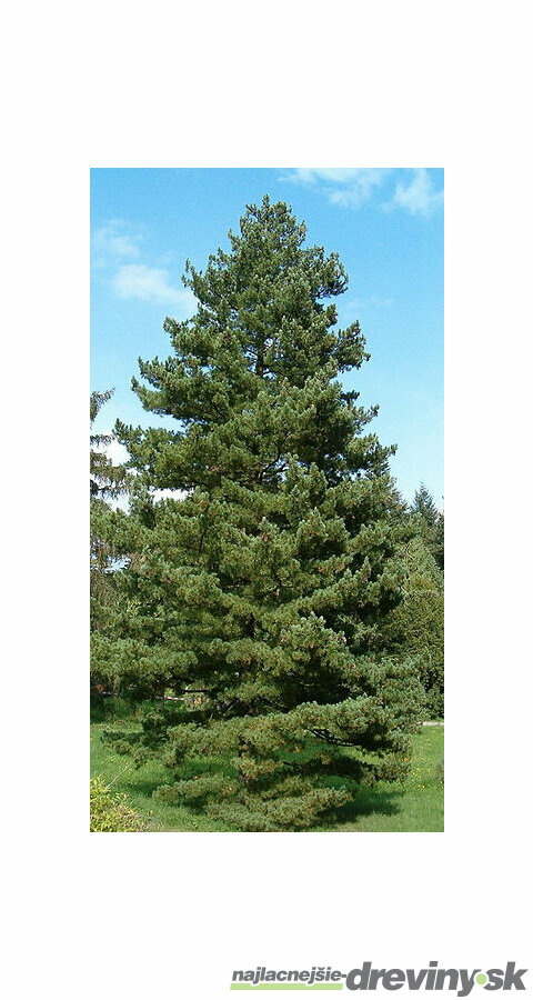 Borovica balkánska, výška 20/50 cm, v črepníku 2,5l Pinus peuce