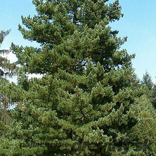 Borovica balkánska, výška 20/50 cm, v črepníku 2,5l Pinus peuce