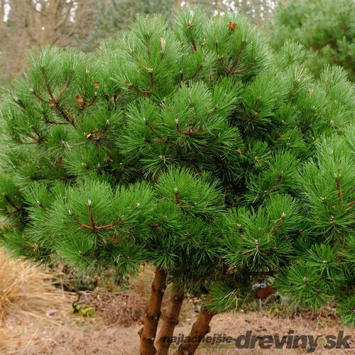 Borovica čierna 40/60 cm, v črepníku Pinus nigra