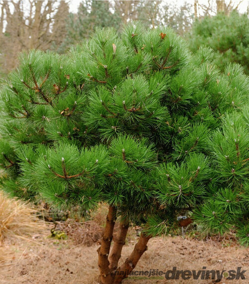 Borovica čierna 40/60 cm, v črepníku Pinus nigra