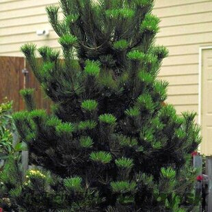 Borovica čierna Austriaca 250/+ cm, v kvetináči Pinus nigra Austriaca