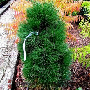 Borovica čierna Green Tower 25/30 cm, v črepníku Pinus nigra Green Tower