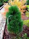 Borovica čierna Green Tower 30/40 cm, v črepníku Pinus nigra Green Tower