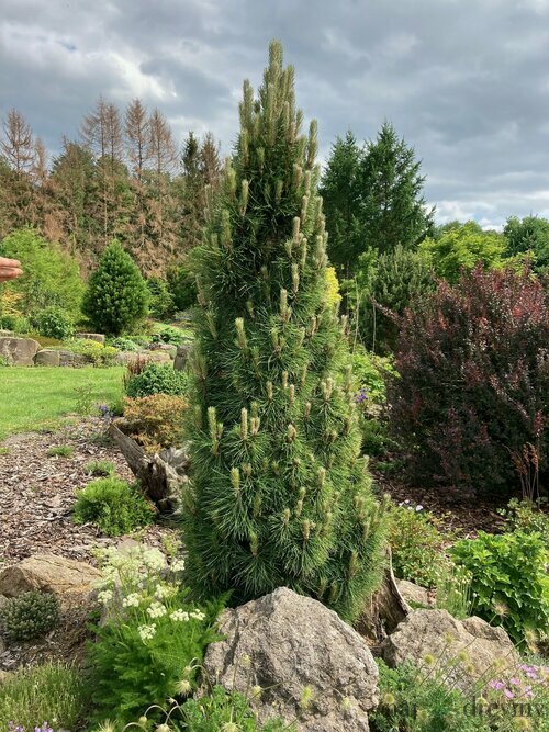 Borovica čierna Green Tower 50/70 cm, v črepníku Pinus nigra Green Tower