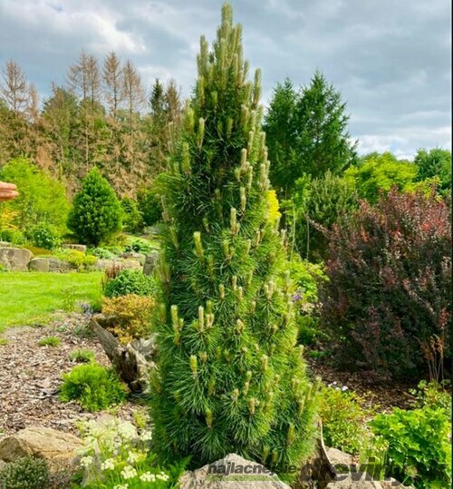 Borovica čierna Komet, výška 30/40 cm, v črepníku 3l Pinus nigra Komet