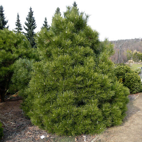 Borovica čierna Nana, výška 20/30 cm, v črepníku Pinus nigra Nana