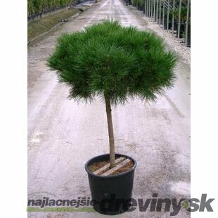 Borovica čierna Olesna, na kmienku 50/60 cm, v črepníku 3l Pinus nigra Olesna