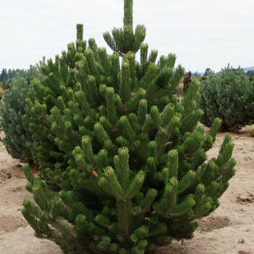 Borovica čierna Oregon Green, výška 30/40 cm, v črepníku 3l Pinus Nigra Oregon Green