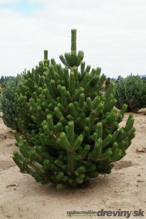 Borovica čierna Oregon Green, výška 30/40 cm, v črepníku 3l Pinus Nigra Oregon Green