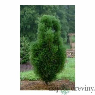 Borovica čierna Pyramidalis 110/130 cm, v črepníku Pinus nigra Pyramidalis