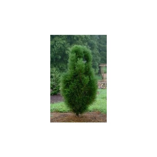Borovica čierna Pyramidalis 150/160 cm, v črepníku Pinus nigra Pyramidalis