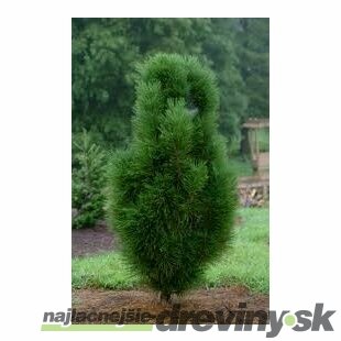 Borovica čierna Pyramidalis 80/100 cm, v črepníku Pinus nigra Pyramidalis